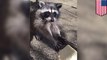 Feeding hungry raccoons: teen wins hearts online for friendship with family of raccoons
