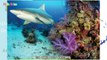 Geography Explorer- Oceans and Seas - Learning Videos for Kids, Educational Activities for Children