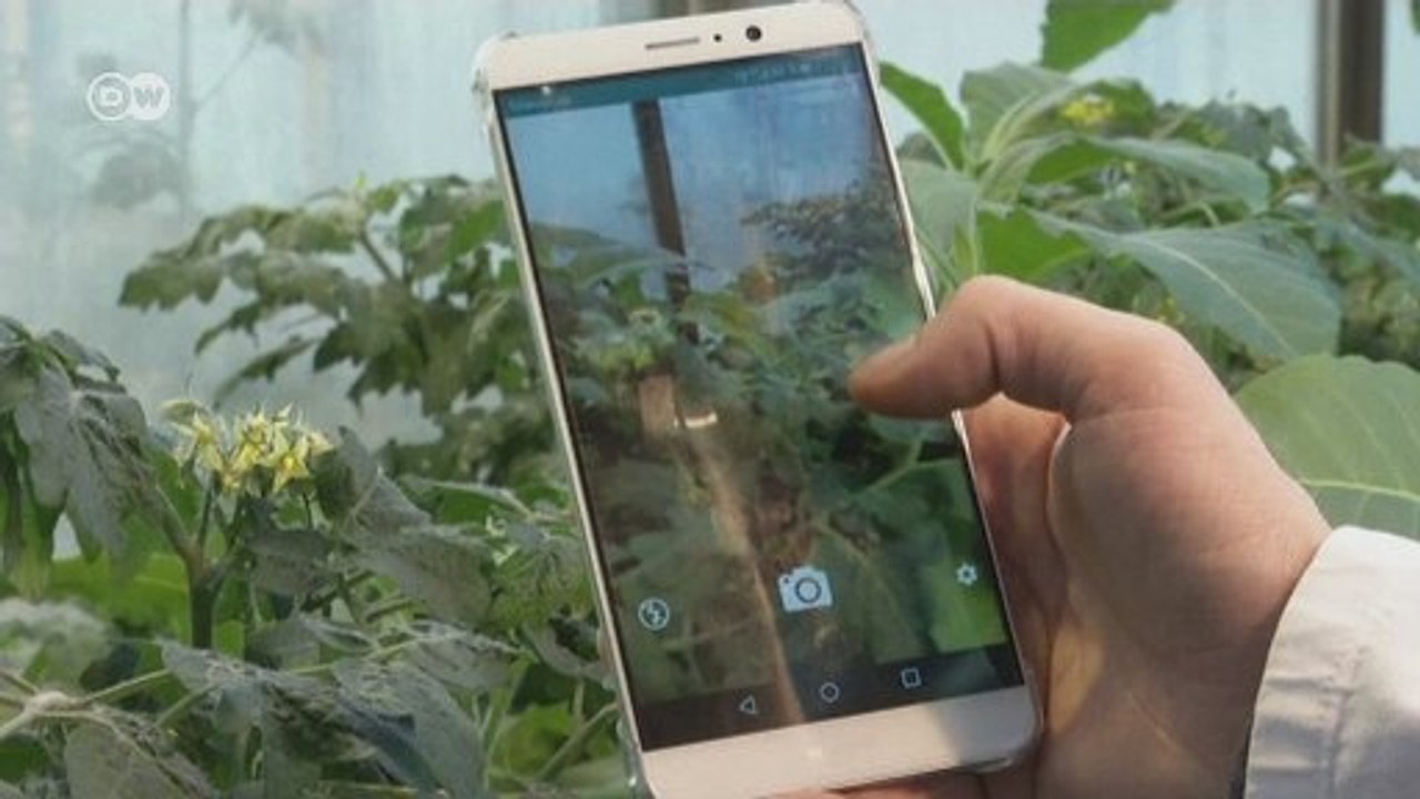 O novo app usado para combater doenças em plantas