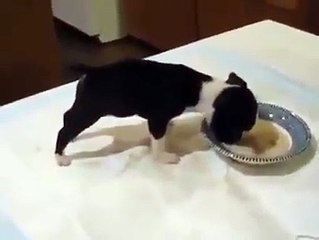 Questo Cucciolo mangia la Pappa, ma è così concentrato che...si capovolge!