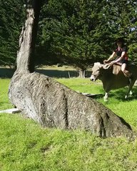 Cette adolescente chevauche une vache laitière, car ses parents ne voulaient pas lui acheter un cheval. 1