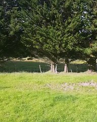 Cette adolescente chevauche une vache laitière, car ses parents ne voulaient pas lui acheter un cheval. 2