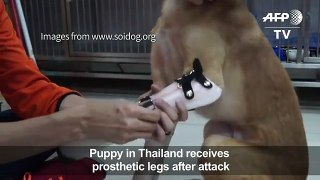 Puppy receives prosthetic paws after attack