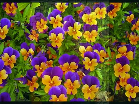 FERDİ TAYFUR BENZERİ BİR SES ORHAN ALTUNOGLU