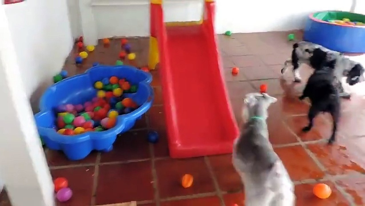 Un cagnolino che si diverte come un matto a giocare con le palline