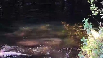 Lufta për jetë dhe vdekje