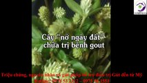 Cây Nở Ngày Đất hỗ trợ điều trị bệnh gút hiệu quả