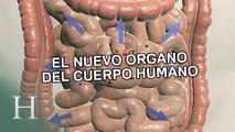 Así es el mesenterio, un nuevo órgano en el cuerpo humano