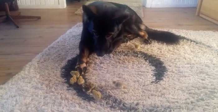 Un chien trop mignon protège des poussins !