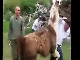 funny videos clips Funny Animals Desi Funny Videos 2016