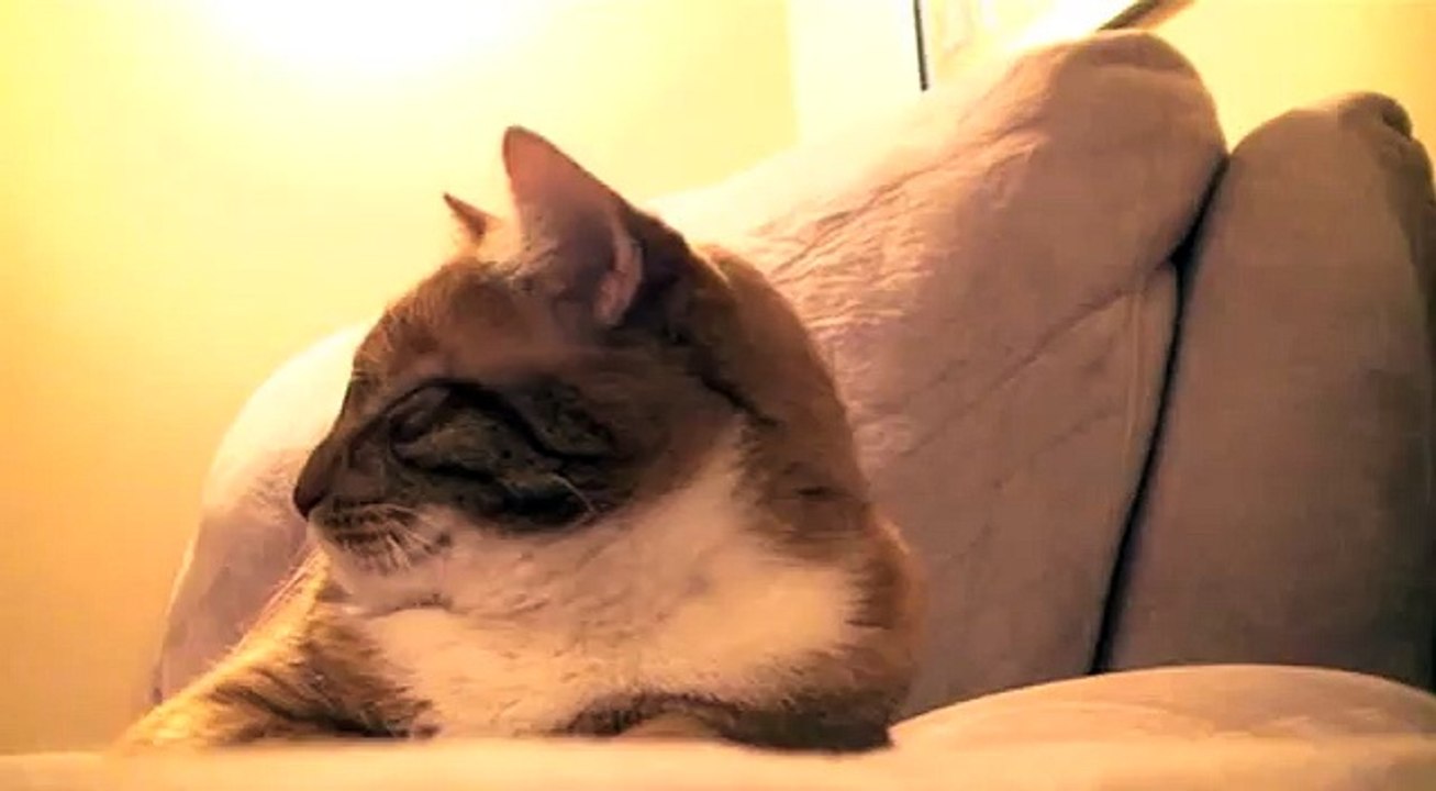 Dramatic Cat 2012-uJSiGU0qM4Y