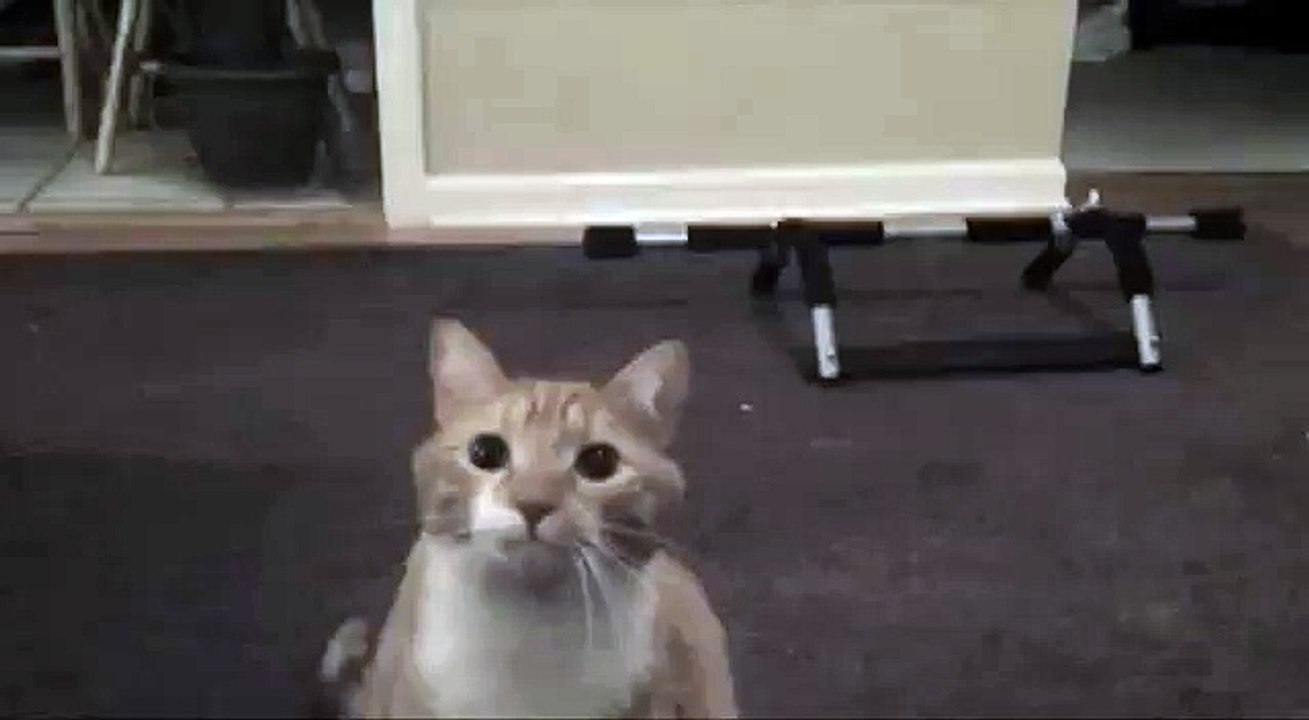 The Screaming Cat-kabxpU1jNoQ