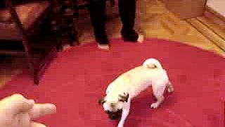 Awesome Play Dead - Pug