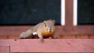 Happy Birthday! Funny Birthday Videos - Sylvester the Squirrel