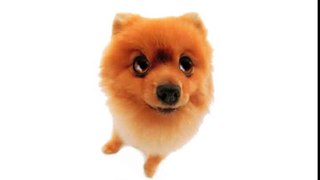Happy Birthday! Funny Birthday Videos - Pom Pom The Pomeranian[1]