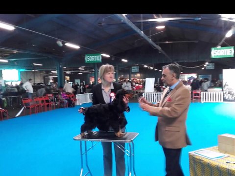 Bilan 2016 Des Etangs de Célac, Elevage de Cockers Spaniels Anglais