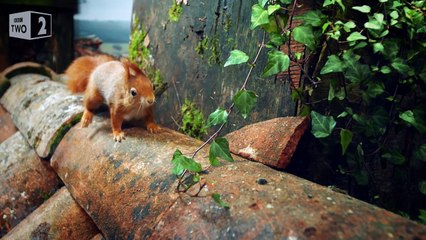 Squirrels in love - Wild Tales from the Village - BBC Two