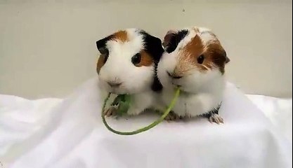 Animals - Minds