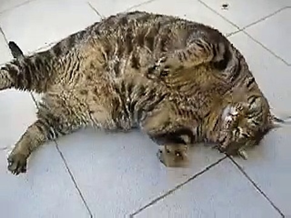 American Fat Cat