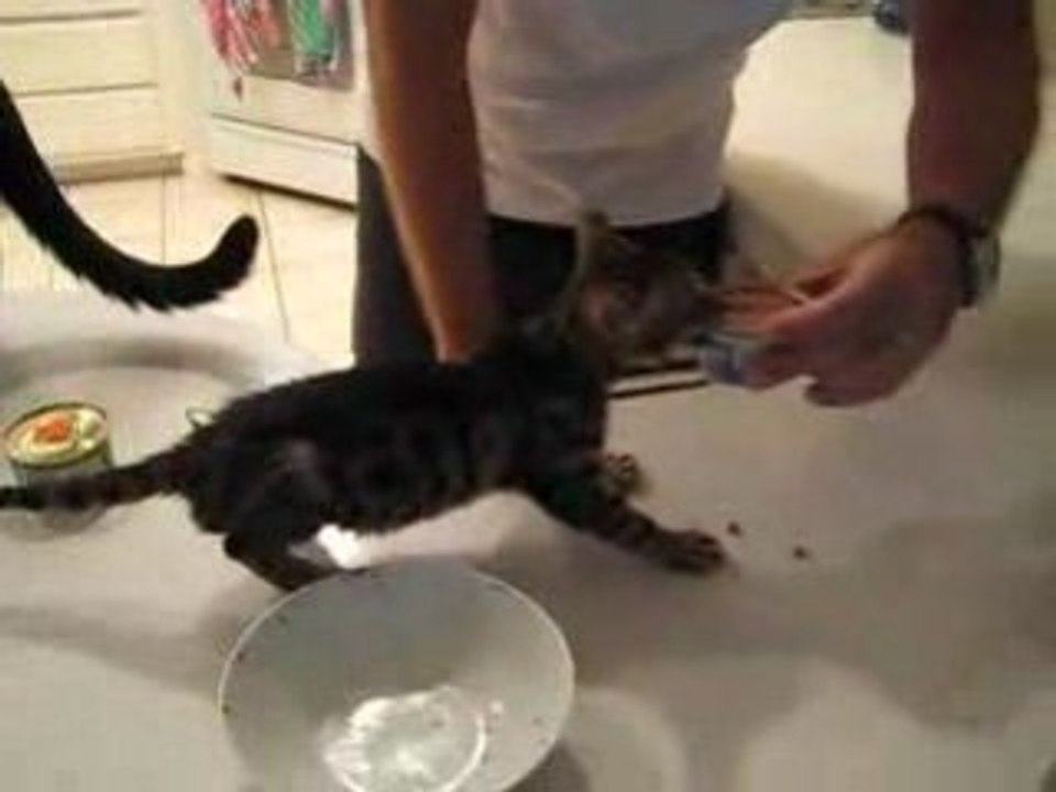 Kitty