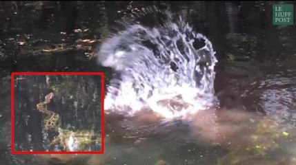 Cette lutte à mort entre un python et un alligator a quelque chose d'artistique