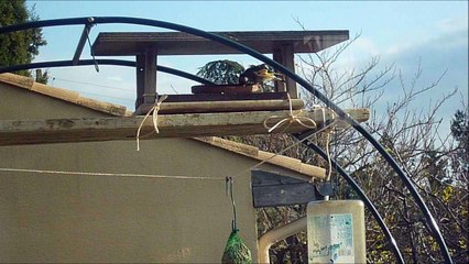CHARDONNERETS ET MESANGES  en DECEMBRE 2016