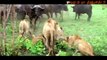 驚くべき動物 - Amazing Animals - Moments, Compilation 2013 February