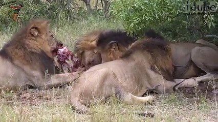 Male Lions Destroy Male Impala (4K Video)
