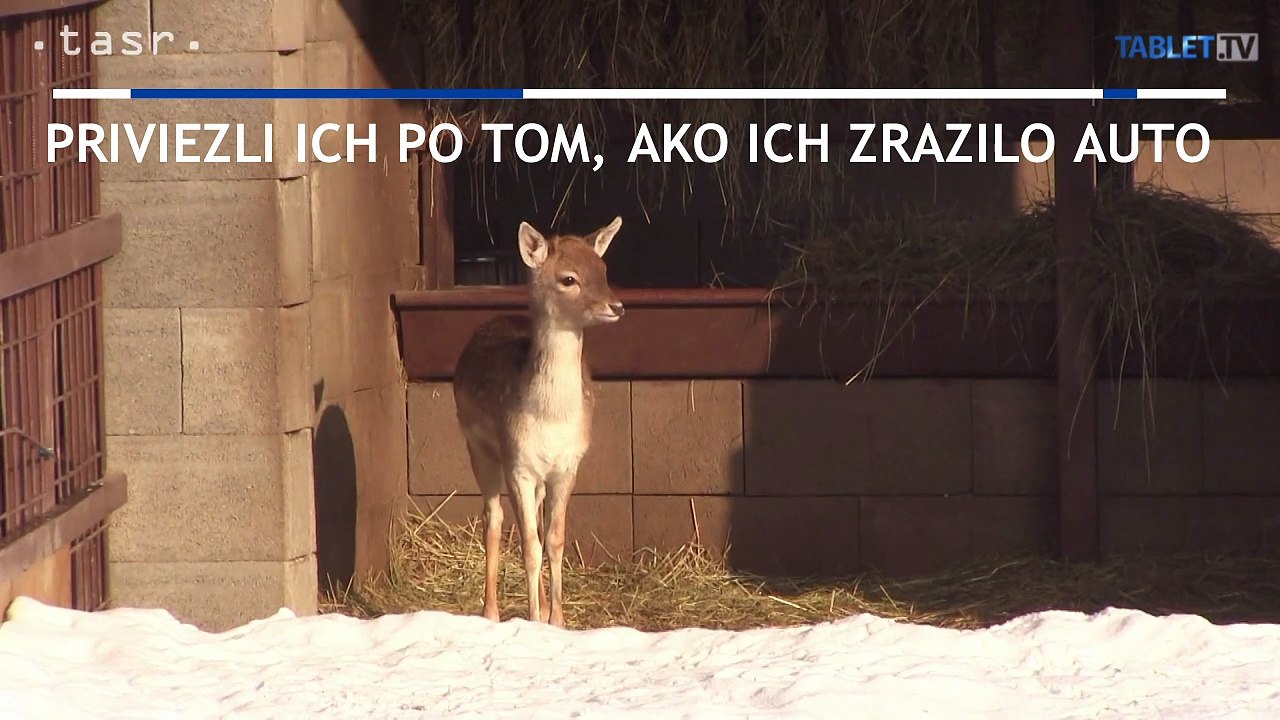 SNINA: K zubrovi Matúšovi pribudli dva mladé danielie páry