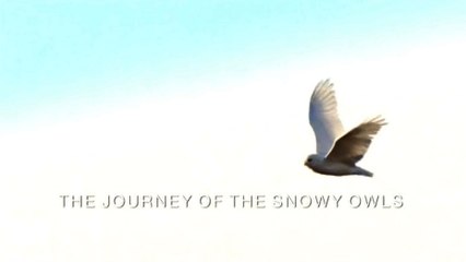 Зимняя сказка. Путешествие полярных сов / A winter's Tale: The Journey of the Snowy Owls, (2015)