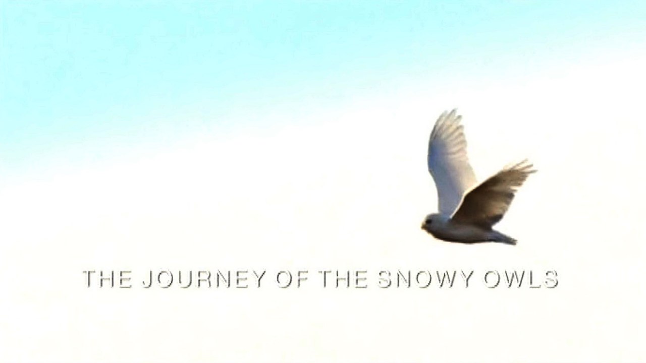 Зимняя сказка. Путешествие полярных сов / A winter's Tale: The Journey of the Snowy Owls, (2015)