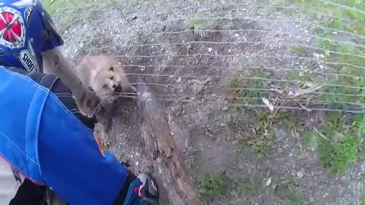 Des bikers sauvent ce renard coincé dans une clôture ! Risqué!
