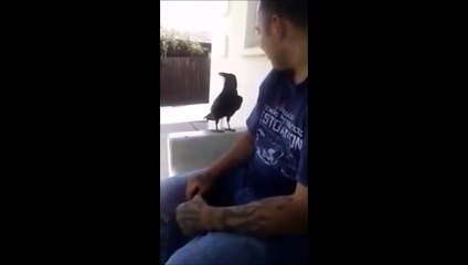 Le plus beau F*CK YOU sorti par un corbeau sorti de nulle part...