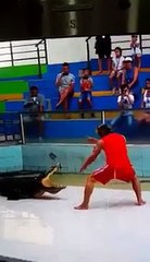 Un dompteur attrapé par un crocodile pendant un spectacle !