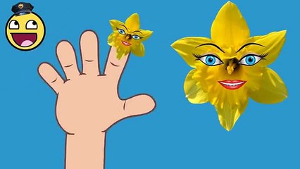 Crazy Videos | Daffodil Finger Family Rhymes for Children | Rhymes for Babies