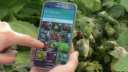 Plantix: As plantas vão ao médico através de uma app