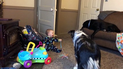 Rire hystérique pour ce bébé face a ce chien