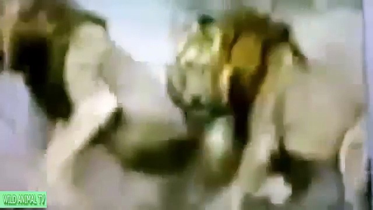 Lion vs Tiger to Death, Lion vs Buffalo Real Fight# Most Amazing Wild Animal Attacks Wild Animal TV