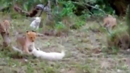Lions Documentary - IN ACTION!!  WHITE LION CHALLENGES HYENAS  - WILD