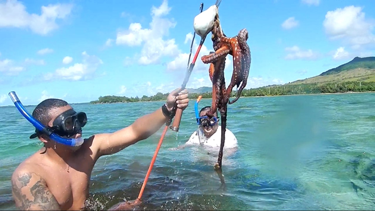 How to Catch Octopus by Hand
