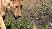 在行動獅子紀錄片殺手攻擊野生獅子