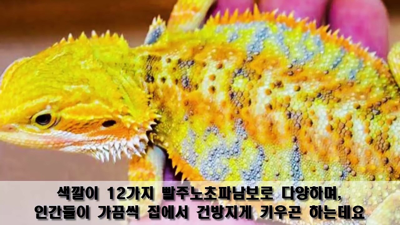 용(드래곤)이 되다가 만 신비하고 무시무시한 동물들 10마리-Itnq6TgUPuA