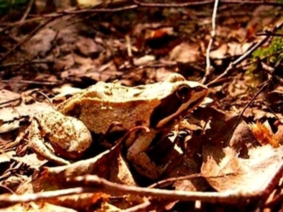 Frog