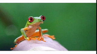 Happy Birthday to You - Tango the Tree Frog[1]