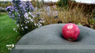 Apples stamped with COP 21 logo to welcome delegates
