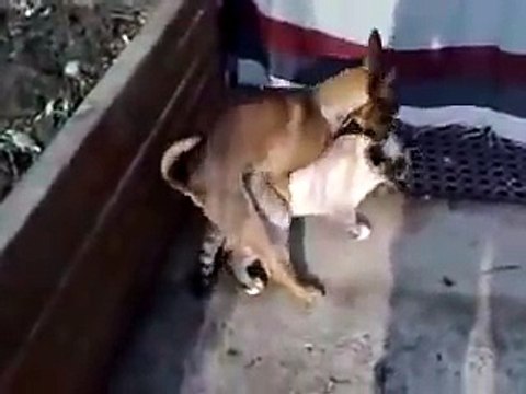 Dog Humps Cat - (Cat Likes It)[1]