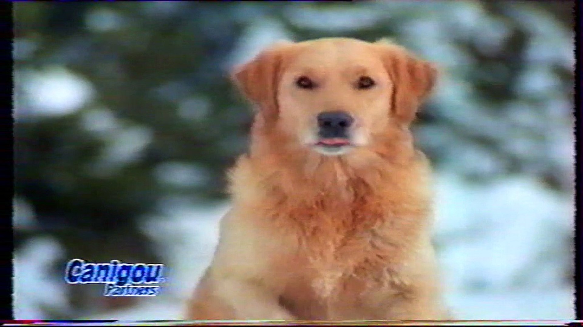 Publicité De Presse Originale - 1966 - Canigou Pour Chien - Publicité Vintage