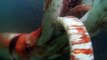 Giant squid makes rare appearance in Japanese port