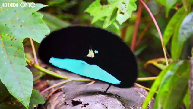 Красота животного мира