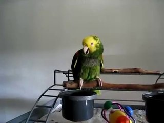 ببغاء يقلد بكاء طفل